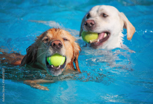 Hundeschwimmen im Freibad Kevelaer